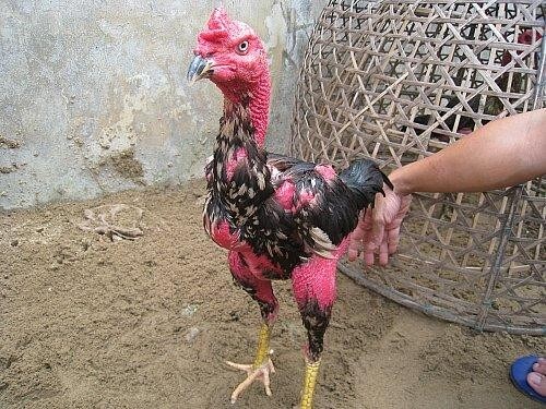 Gà Chọi Cánh Tiên - Bí Quyết Nuôi Dưỡng Huấn Luyện Chiến Kê Siêu Phẩm